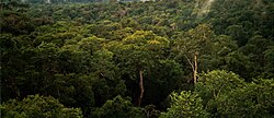 250px-Amazon_Manaus_forest.jpg