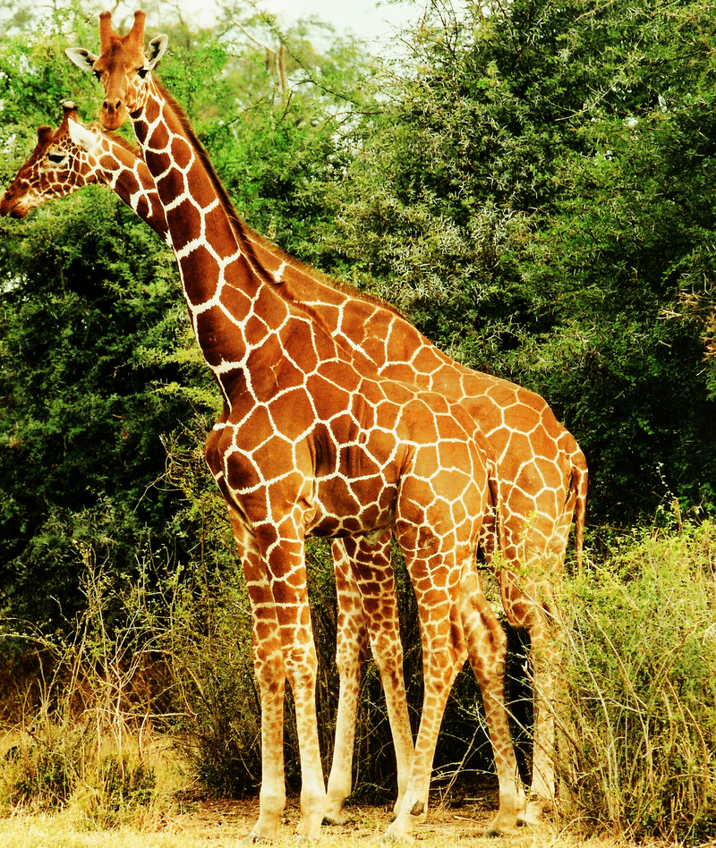 800px-Two_Giraffes.PNG