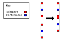 220px-Chromosome2_merge.png