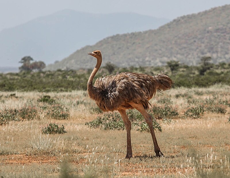 800px-Struthio_molybdophanes%2C_female%2C_Samburu_National_Reserve%2C_Kenya.jpg