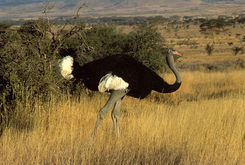800px-Somali_ostrich.jpg