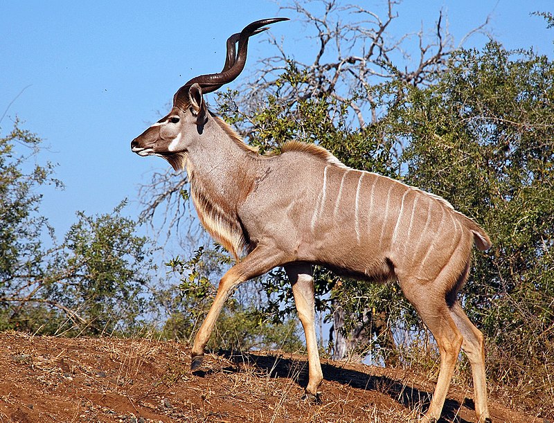 800px-Male_greater_kudu.jpg