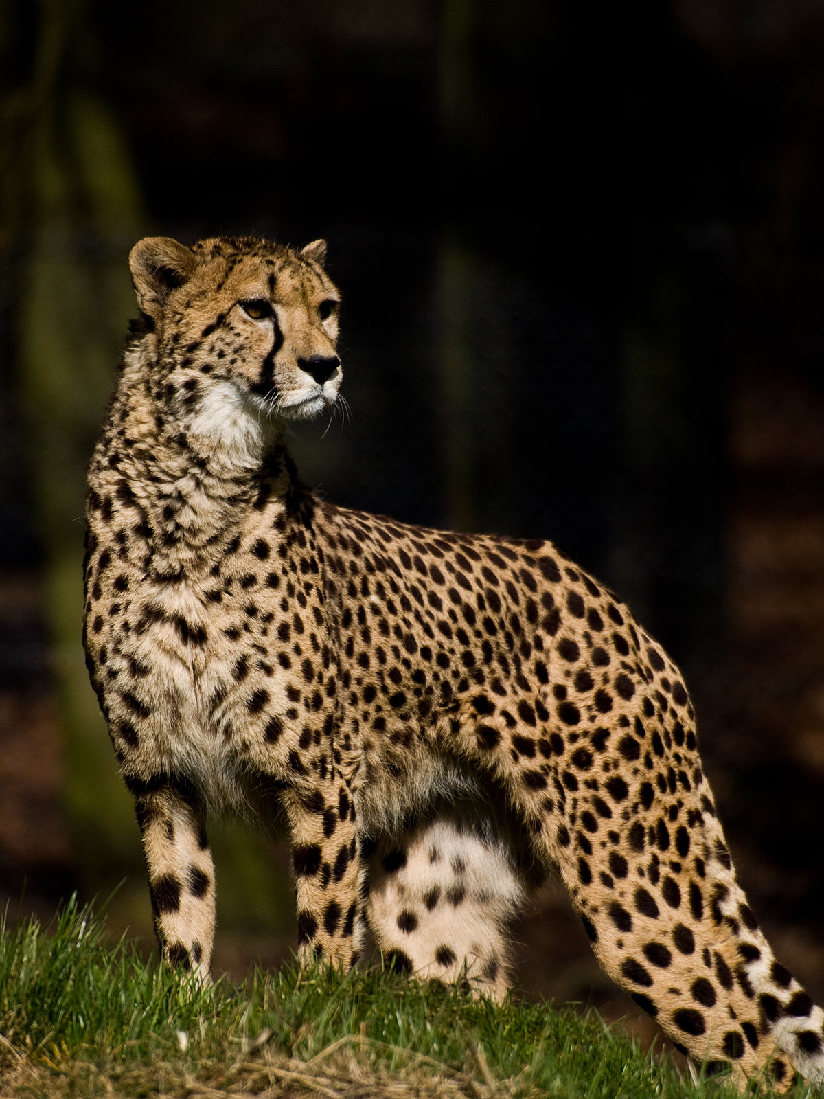 1200px-Cheetah_looking.jpg