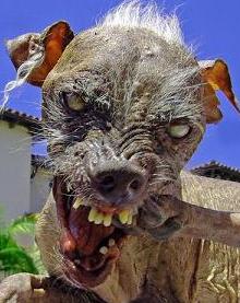 Sam (ugly dog) - Wikipedia