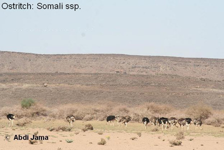 Somali-Ostrich.jpg