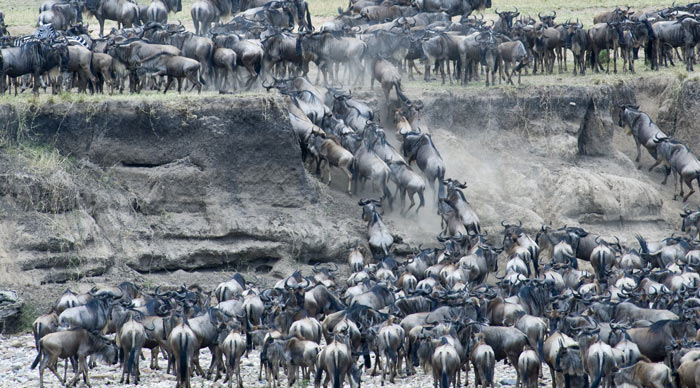 Wildebeests-migration-at-the-Serengeti-National-Park.jpg