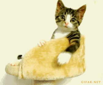 Cute Kitten - CUTE CAT GIFS