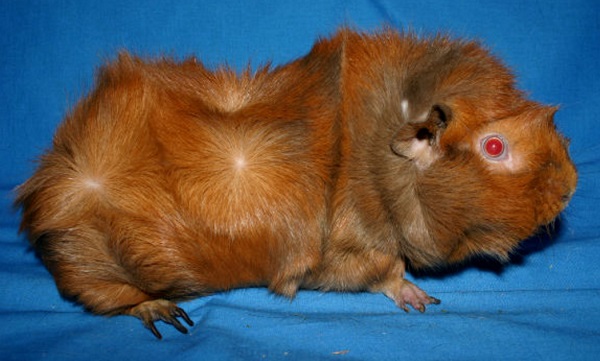 abyssinian-guinea-pig.jpg