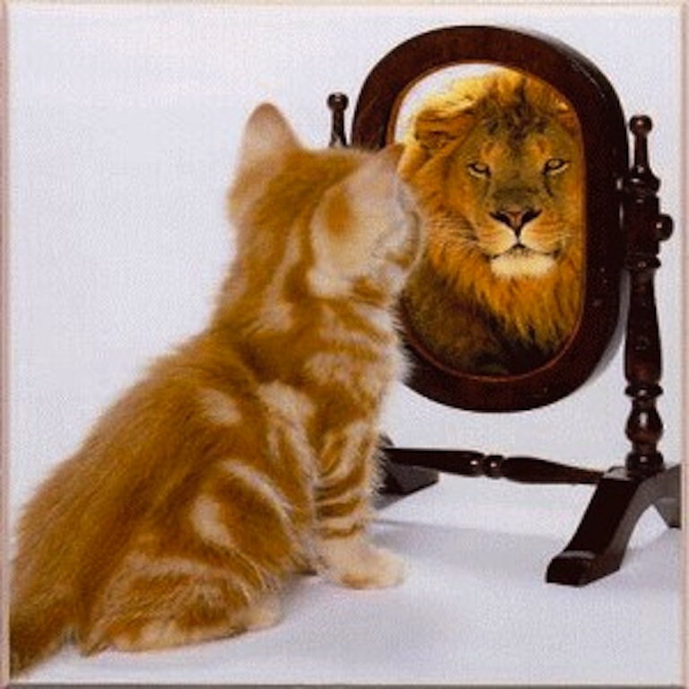 cat-sees-lion-mirror.jpg