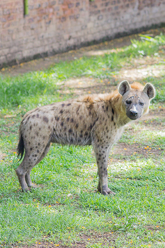 SPOTTED HYENA – National Zoological Garden, Pretoria