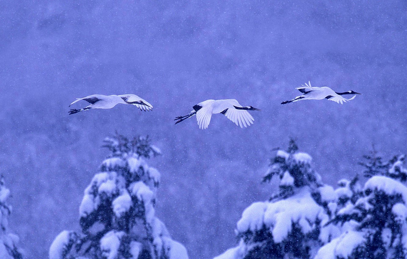 260-2606074_photo-wallpaper-winter-snow-birds-japan-hokkaido-cranes.jpg