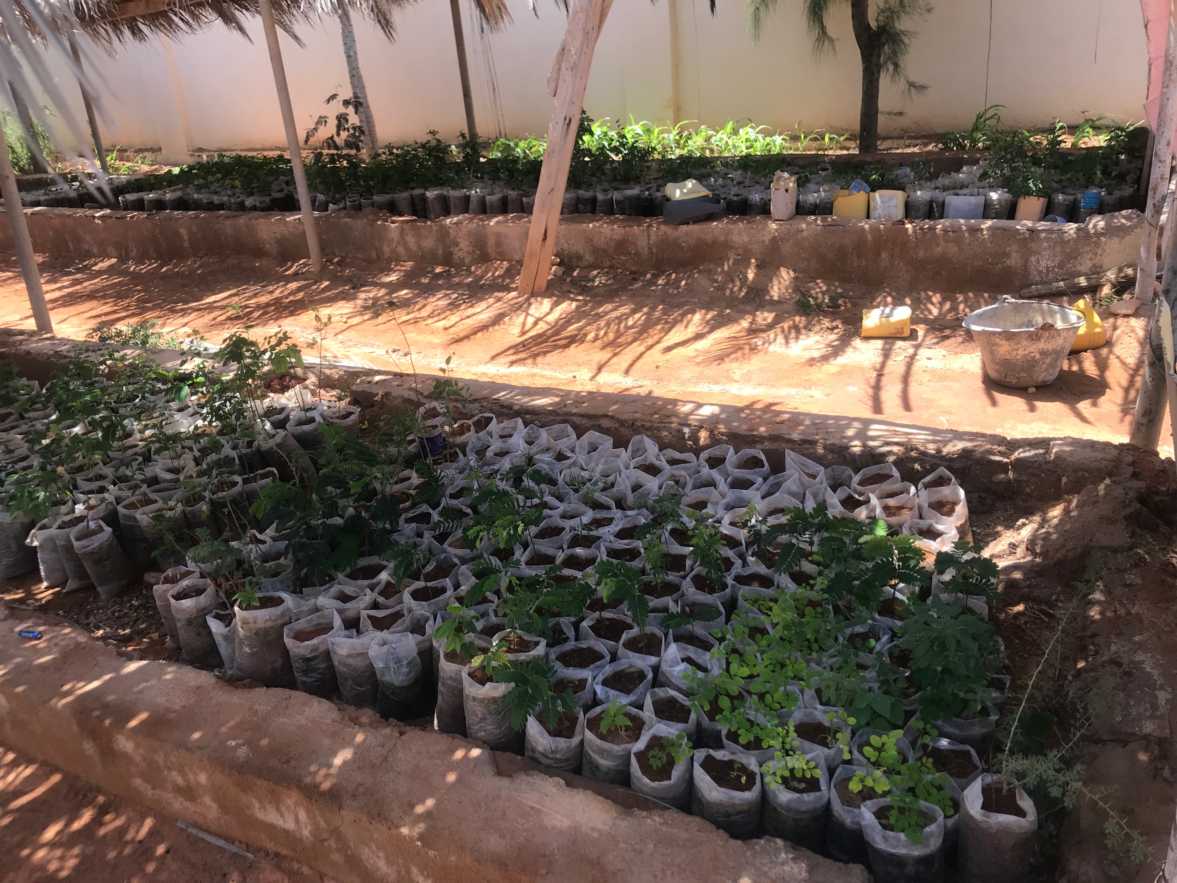 Tree%20nursery%20at%20Minisitry%20of%20Environment%2C%20Agriculture%20and%20CLimate%20Change%20offices%20in%20Garowe%2C%20Puntland.%20Photo%20Jonathan%20Muriuki.jpg